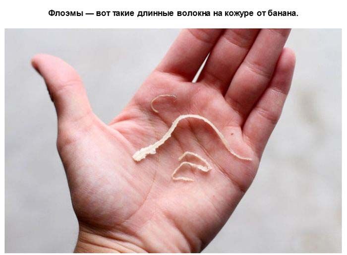 Что такое флоэмы
