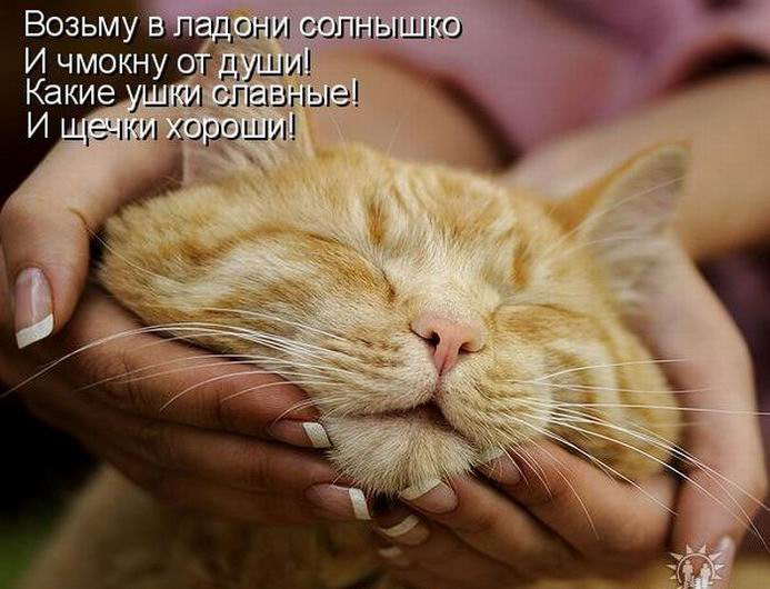 Ох уж этот старый кот