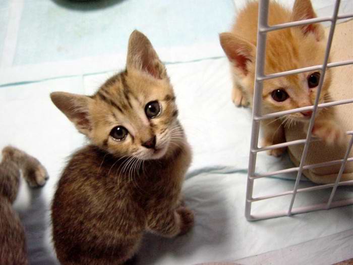 Милые котята кошки