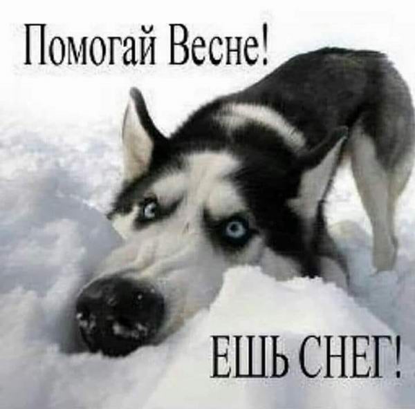 Помогай весне Ешь снег