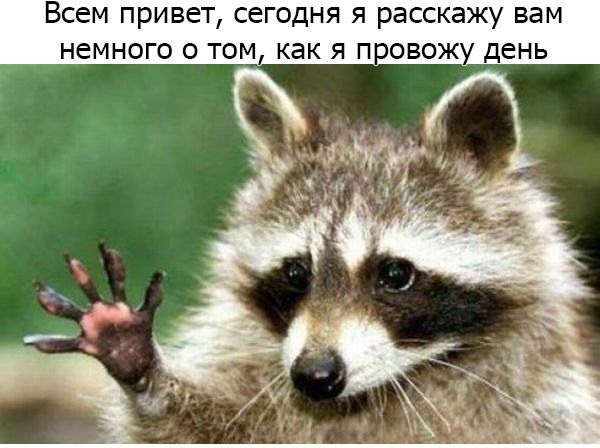 Анекдоты про енотов