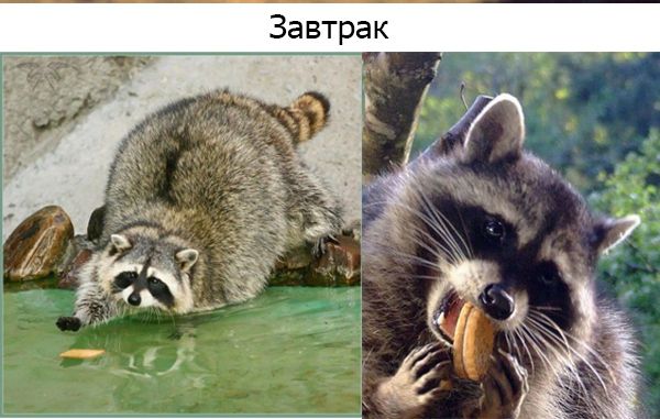 Анекдоты про енота