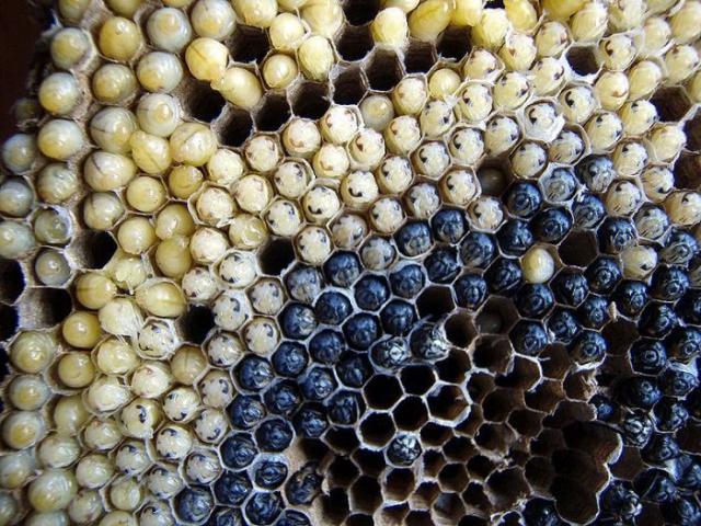 ������� ��