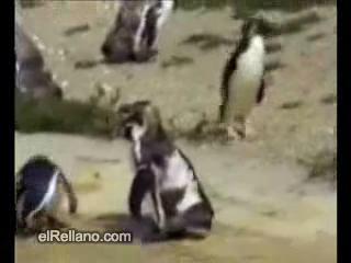     ... (video)