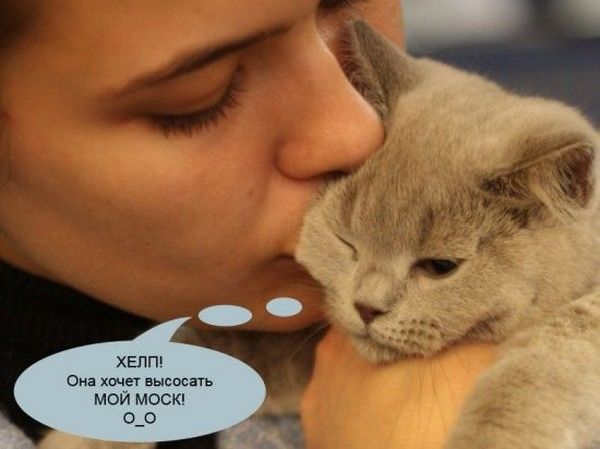 Анекдоты про котов