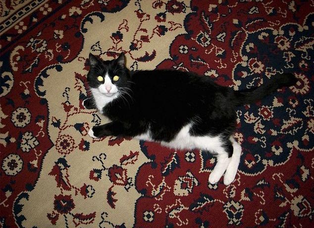 Черный восьмилетний кот