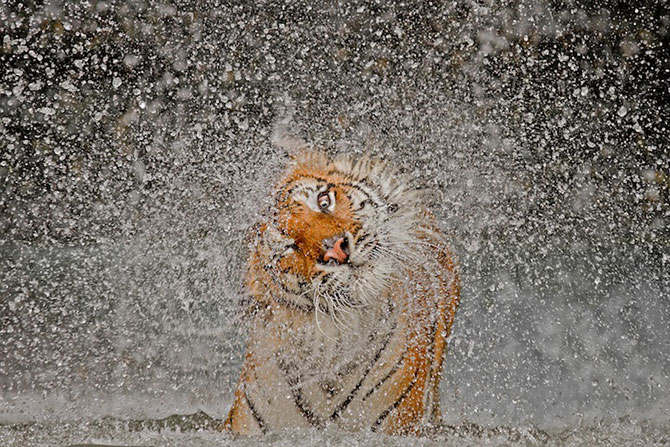   National Geographic Photo Contest 2012 (12 )