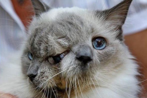 Этого двуликого кота зовут Янусом