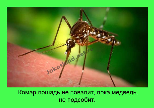 Комар лошадь не повалит