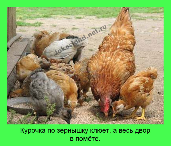 Курочка