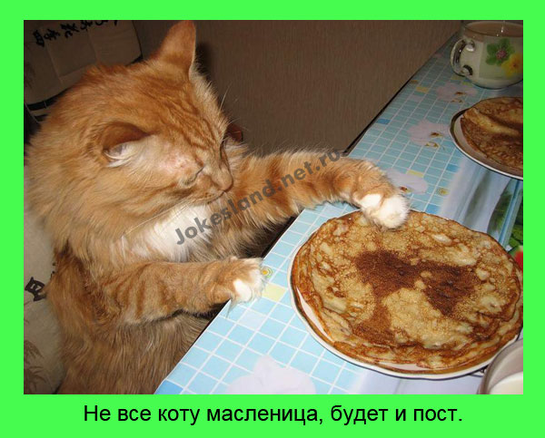 Не все коту