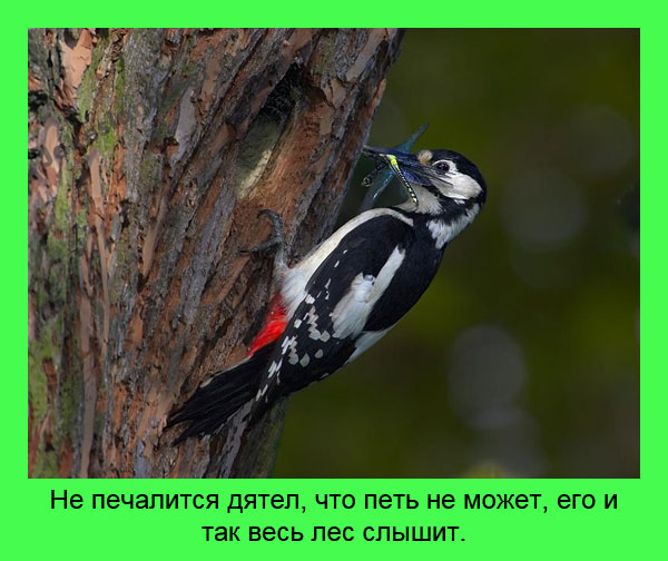 Не печалится дятел