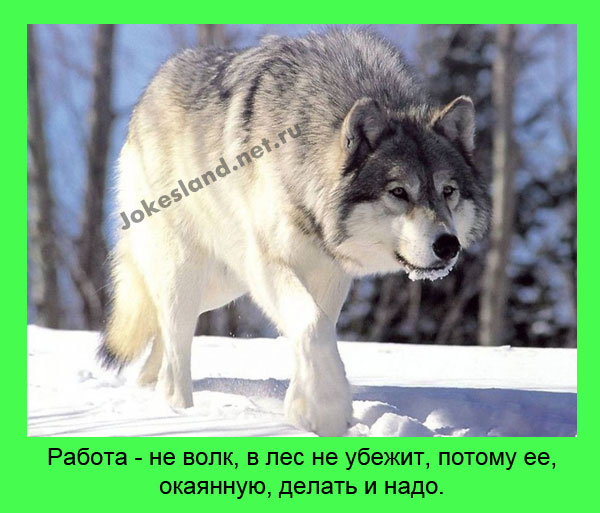Работа — не волк