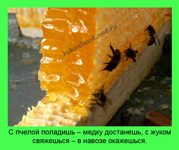 С пчелой поладишь