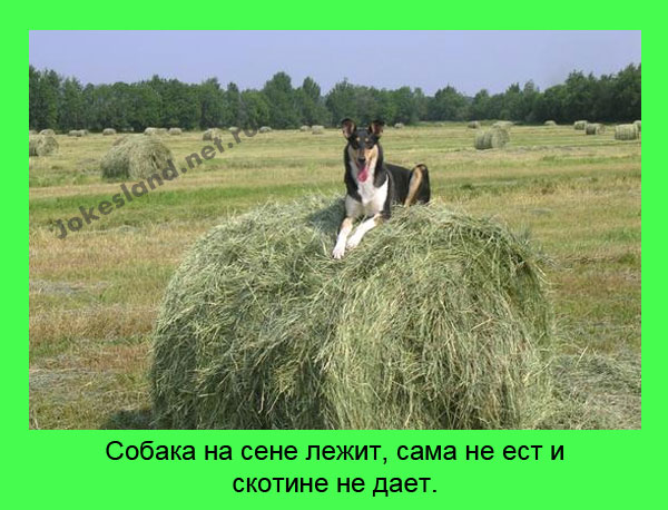 Собака на сене лежит