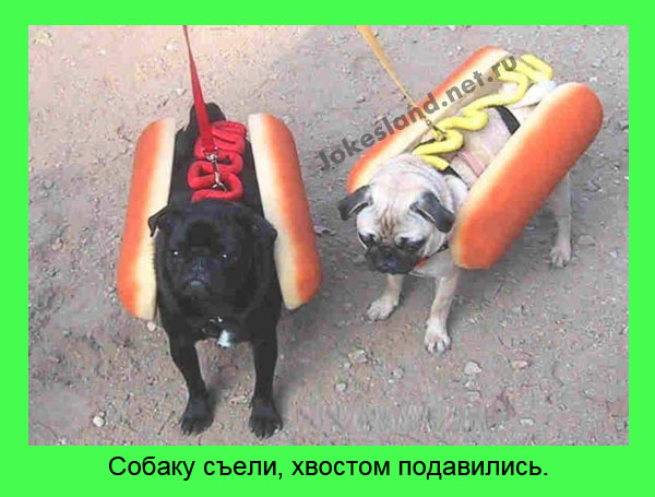 Собаку съели