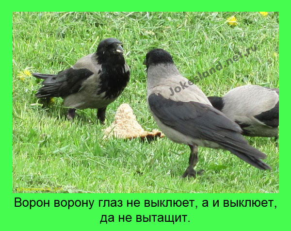 Ворон ворону глаз