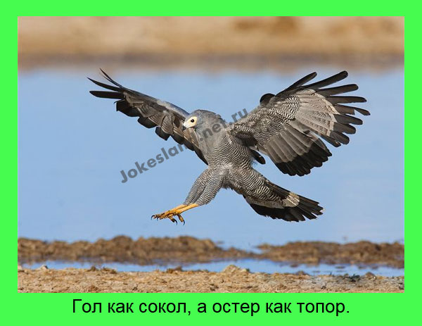 Гол как сокол