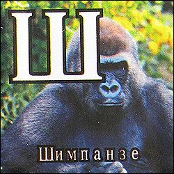 Китайские кубики