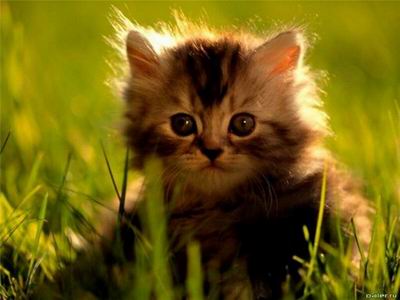 Кошачий гороскоп
